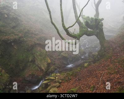 Moosy Twisted Buche Tree Over Misty Forest Stream - Eine geheimnisvolle Waldszene mit einem bizarren, moosbedeckten Buchenstamm und Ästen, die sich über dem Baum erheben Stockfoto