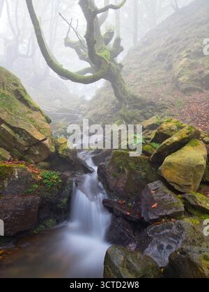 Moosy Twisted Buche Tree Over Misty Forest Stream - Eine geheimnisvolle Waldszene mit einem bizarren, moosbedeckten Buchenstamm und Ästen, die sich über dem Baum erheben Stockfoto
