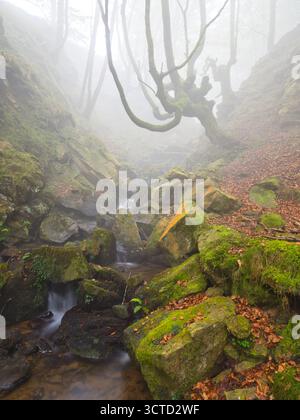 Moosy Twisted Buche Tree Over Misty Forest Stream - Eine geheimnisvolle Waldszene mit einem bizarren, moosbedeckten Buchenstamm und Ästen, die sich über dem Baum erheben Stockfoto