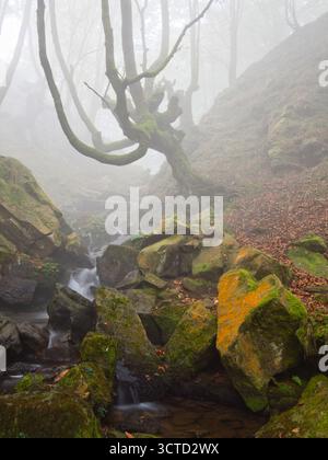 Moosy Twisted Buche Tree Over Misty Forest Stream - Eine geheimnisvolle Waldszene mit einem bizarren, moosbedeckten Buchenstamm und Ästen, die sich über dem Baum erheben Stockfoto