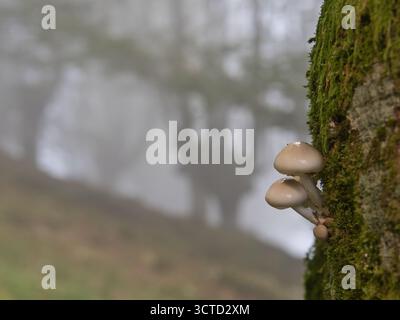 Winzige Porzellanpilze auf einem moosbewachsenen Baumstamm im Nebel - Eine Makroaufnahme von feinen Porzellanpilzen, die auf einem leuchtend grünen, moosbedeckten Baumstamm wachsen, W Stockfoto