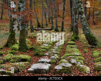 Historischer, mit Moos bedeckter Steinpfad durch den herbstlichen Wald - ruhiger Weitwinkelblick auf eine mittelalterliche Straße oder einen alten Weg, der mit hellgrünem Moos und sca bedeckt ist Stockfoto