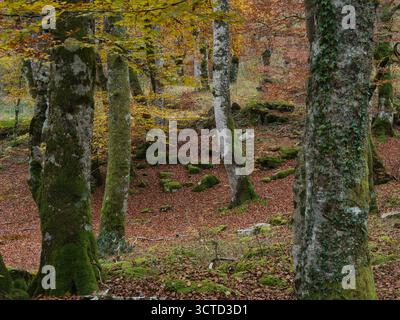Leuchtende Herbstfarben in einem moosbedeckten europäischen Buchenwald – vertikale Komposition aus Buchen mit moosbedeckten Stämmen und hellem Gelbgold-Fallfoli Stockfoto