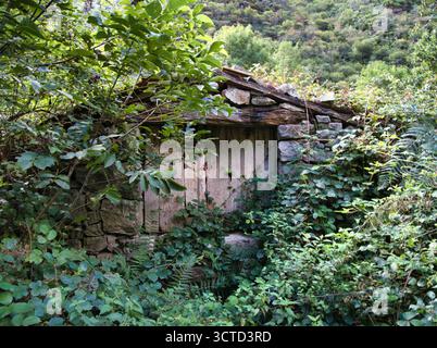 Überwachsene verlassene Steinschuppen im Wald - rustikale Steinmauer und Holztür einer verlassenen kleinen Hütte oder eines Lagerhauses, vollständig von gre bewachsen Stockfoto