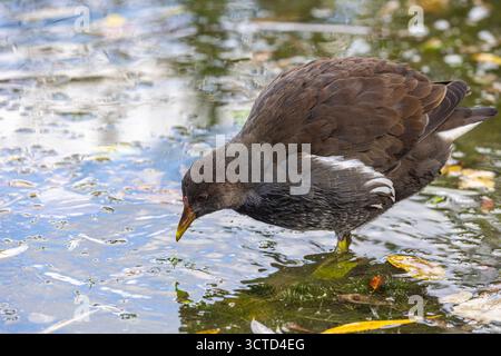 Neubaustrecke der Bahn von Wendlingen nach Ulm. Streckenabschnitt bei Kirchheim unter Teck mit ICE und Zug der Westbahn. // 02.10.2025. Kirchheim unter Teck, Baden-Württemberg, Deutschland *** Neubaustrecke von Wendlingen nach Ulm bei Kirchheim unter Teck mit ICE- und Westbahnzug 02 10 2025 Kirchheim unter Teck, Baden-Württemberg Stockfoto
