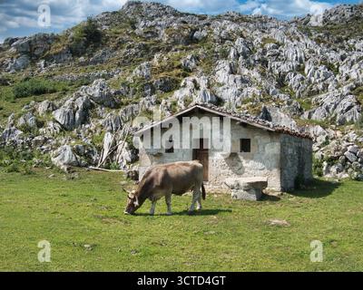 Pastorale Bergszene mit weidender Kuh - traditionelle Steinhütte in einer zerklüfteten Berglandschaft mit einer Kuh, die auf grünem Gras weidet, Repräsenti Stockfoto
