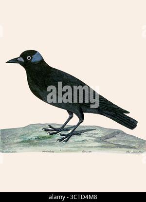 der westliche Jackdaw (Coloeus monedula), auch als Eurasischer Jackdaw oder auch als Europäischer Jackdaw bekannt, ist ein passeriner Vogel in der Familie der Krähen. In ganz Europa gefunden, aus "Eine Naturgeschichte der Vögel : illustriert mit hundertundeinkupfernen Platten, neugierig aus dem Leben graviert " von Albin, Eleazar, aktiv 1713-1759, Autor, Illustrator, Colorist, Herausgeber, veröffentlicht 1731 Stockfoto
