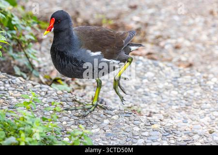 Neubaustrecke der Bahn von Wendlingen nach Ulm. Streckenabschnitt bei Kirchheim unter Teck mit ICE und Zug der Westbahn. // 02.10.2025. Kirchheim unter Teck, Baden-Württemberg, Deutschland *** Neubaustrecke von Wendlingen nach Ulm bei Kirchheim unter Teck mit ICE- und Westbahnzug 02 10 2025 Kirchheim unter Teck, Baden-Württemberg Stockfoto