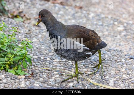 Neubaustrecke der Bahn von Wendlingen nach Ulm. Streckenabschnitt bei Kirchheim unter Teck mit ICE und Zug der Westbahn. // 02.10.2025. Kirchheim unter Teck, Baden-Württemberg, Deutschland *** Neubaustrecke von Wendlingen nach Ulm bei Kirchheim unter Teck mit ICE- und Westbahnzug 02 10 2025 Kirchheim unter Teck, Baden-Württemberg Stockfoto