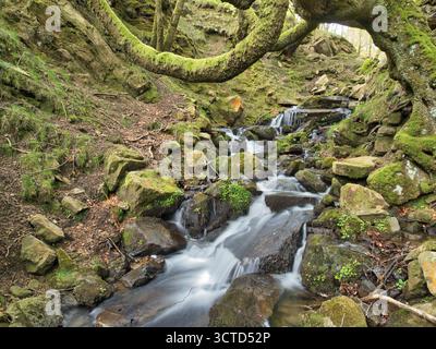 Moosbedeckter Waldbach lange Exposition - üppig grüne, moosige Wälder mit einem knorrigen Bach, der über Felsen fließt, eingerahmt von knorrigen Ästen. Stockfoto