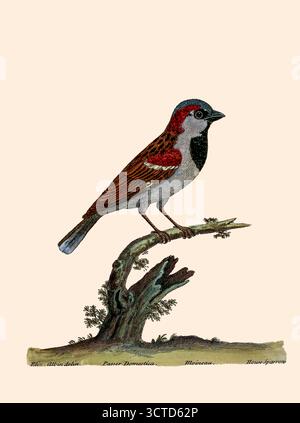 Männlicher Haussperling aus " Eine natürliche Geschichte der Vögel : illustriert mit hundertundeiner Kupferplatte, neugierig aus dem Leben " von Albin, Eleazar, aktiv 1713-1759, Autor, Illustrator, Colorist, Herausgeber, veröffentlicht 1731 Stockfoto