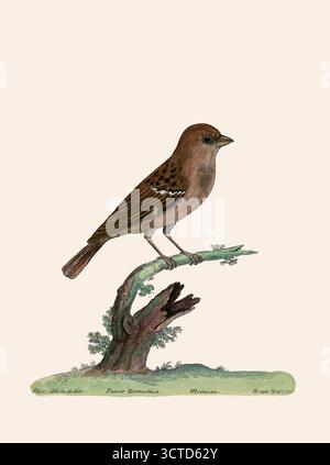 Weibliche Haussperling aus " Eine natürliche Geschichte der Vögel : illustriert mit hundertundeinkupfernen Platten, neugierig aus dem Leben " von Albin, Eleazar, aktiv 1713-1759, Autor, Illustratorin, Colorist, Herausgeber, veröffentlicht 1731 Stockfoto