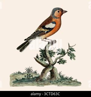 Männliche Eurasische Buchinchen, auch bekannt als buchfink oder einfach nur der buchfink (Fringilla coelebs), sind ein weit verbreiteter kleiner Passerinvogel in der Familie der finken. Aus "Eine Naturgeschichte der Vögel : illustriert mit hundertundeinkupfernen Platten, neugierig aus dem Leben graviert " von Albin, Eleazar, aktiv 1713-1759, Autor, Illustrator, Colorist, Herausgeber, veröffentlicht 1731 Stockfoto