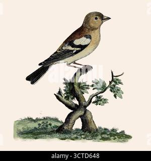 Weibliche Eurasische buchfinke, auch buchfink oder einfach nur buchfink (Fringilla coelebs), ist ein weit verbreiteter kleiner Passerinvogel in der Familie der finken. Aus "Eine Naturgeschichte der Vögel : illustriert mit hundertundeinkupfernen Platten, neugierig aus dem Leben graviert " von Albin, Eleazar, aktiv 1713-1759, Autor, Illustrator, Colorist, Herausgeber, veröffentlicht 1731 Stockfoto