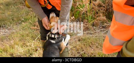 Ein Beagle-Jagdhund steht an den Beinen eines Jägers, der seinen Kopf streichelt, Bannerform Stockfoto