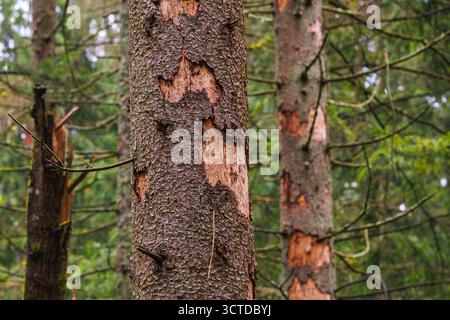 Schädigungen von n Fichtenbäumen durch europäischen Fichtenrindenkäfer - IPS typographus Stockfoto