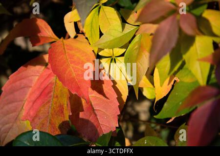 Nahaufnahme farbenfroher Herbstblätter im Sonnenlicht mit roten, gelben und grünen Laubtönen. Stockfoto