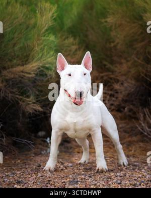 Weißer Bullterrier, der vor Büschen steht und für ein Porträt posiert Stockfoto