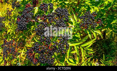 Ein Haufen schwarzer Holunder in der Sonne. Holunder, schwarzer Holunder, europäischer Holunder. Herbst, Spätsommer. Heilpflanzen. Behandlung mit Reifen Blac Stockfoto
