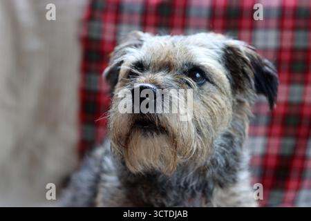 Porträt eines süßen Border Terrier Hundes, der auf Sofa sitzt. Schottenkaro auf einem Hintergrund Stockfoto