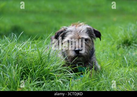 Border Terrier Hund spielt mit einem Spielzeug im Garten Stockfoto