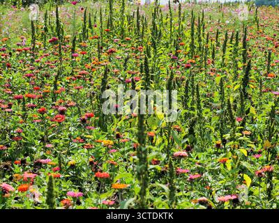 Ein Feld mit Zinnienblüten Stockfoto