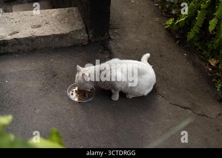 Eine weiße Katze isst aus einer Plastikschale, die auf dem Bürgersteig liegt. Hochwertige Fotos Stockfoto