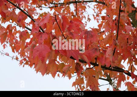 Botanische Aufnahme von Acer rubrum („Roter Sonnenuntergang“) (Ahorn). Botanisches Foto von Acer rubrum („Roter Sonnenuntergang“) (Ahorn). Stockfoto