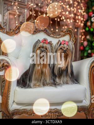 Zwei Yorkshire Terriers mit roten Bögen sitzen auf weißem Ledersessel unter Weihnachtsbeleuchtung. Stockfoto