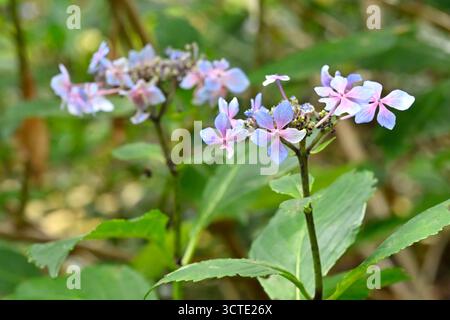 Blassblaue und rote Spätsommerblumen der Hortensie macrophylla 'Mariesii' UK Garden September Stockfoto