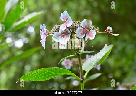 Blassblaue und rote Spätsommerblumen der Hortensie macrophylla 'Mariesii' UK Garden September Stockfoto