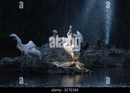 London, Großbritannien. Oktober 2025. Pelikane fressen auf dem Felsen im See im St. James's Park. Sechs große weiße Pelikane leben im Park im Zentrum von London. Quelle: Vuk Valcic/Alamy Live News Stockfoto