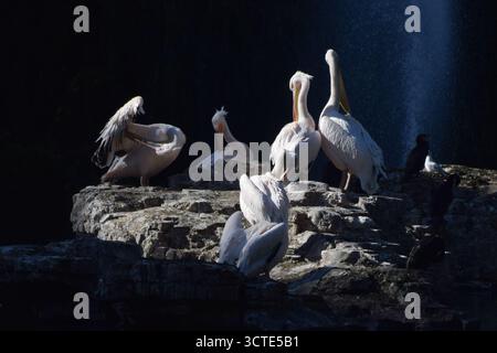 London, Großbritannien. Oktober 2025. Pelikane fressen auf dem Felsen im See im St. James's Park. Sechs große weiße Pelikane leben im Park im Zentrum von London. Quelle: Vuk Valcic/Alamy Live News Stockfoto
