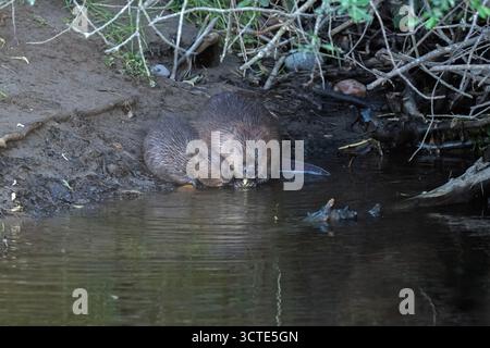 Biber und seine Ausrüstung sitzen im Wasser nahe am Fluss und essen Stockfoto