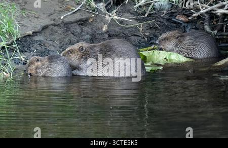 Beaver Erwachsener mit zwei Kits am Flussufer Stockfoto