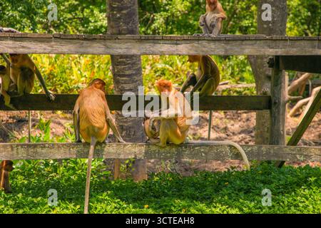 Proboscis Monkey Nasalis larvatus in Mangroven auf Borneo. Lustige große rote Langnasen in der Wildnis. Auf einer kleinen Holzplattform sitzen und essen Stockfoto