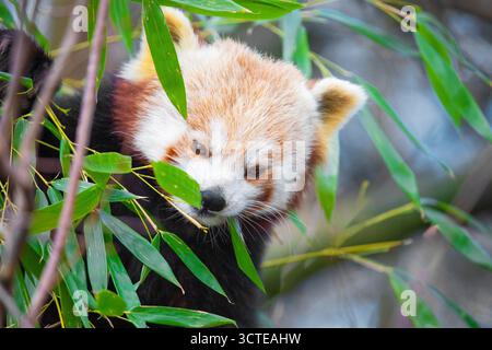 Der rote Panda Ailurus fulgens, kleiner Panda, ist ein kleines Säugetier. Ein süßes kleines flauschiges Tier mit knallrotem dickem Fell und einem breiten, süßen Maulkorb sitzt auf einem Baum A Stockfoto