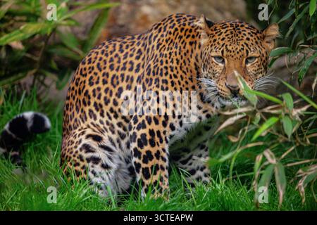 Männlicher javanischer Leopard Panthera pardus melas aus Java, Indonesien. Porträt eines großen rot gefleckten Leoparden vor dem Hintergrund von Bäumen und Büschen. Sehr Stockfoto