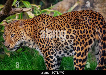 Männlicher javanischer Leopard Panthera pardus melas aus Java, Indonesien. Porträt eines großen rot gefleckten Leoparden vor dem Hintergrund von Bäumen und Büschen. Sehr Stockfoto