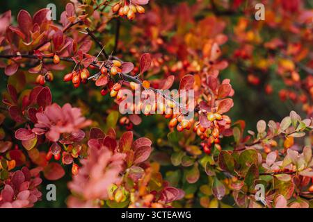 Berberberitze mit roten Beeren und Herbstblättern in Nahaufnahme. Berberis-Pflanzenzweig in Herbstfarben. Natürlicher Hintergrund des saisonalen Gartens. Stockfoto