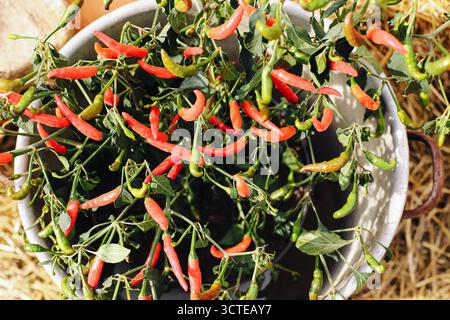 Frische Chilischote mit roten und grünen Schoten. Würziges Gemüse, das im Sonnenlicht wächst. Ökologischer Landbau und Hausgarten-Konzept. Natürliche Lebensmittel. Stockfoto