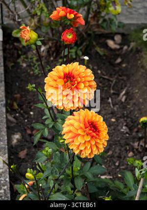 Orangenblumenköpfe von David Howard Dahlia Stockfoto