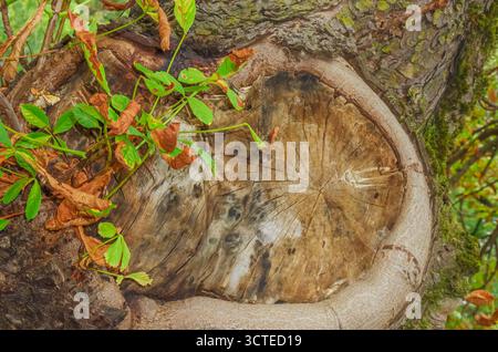 Detaillierte Ansicht eines geschnittenen Baumstamms mit Wachstumsringen und strukturierter Holzmaserung, umgeben von Moos, trockenen Herbstblättern und frischem Grün, symbolisch Stockfoto