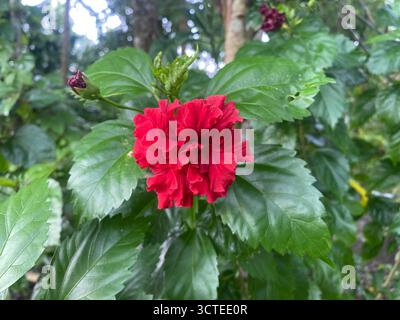 Wunderschöne rote Hibiskusblume (Hibiscus rosa-sinensis) in voller Blüte – tropische Schönheit und Symbol der Liebe Stockfoto