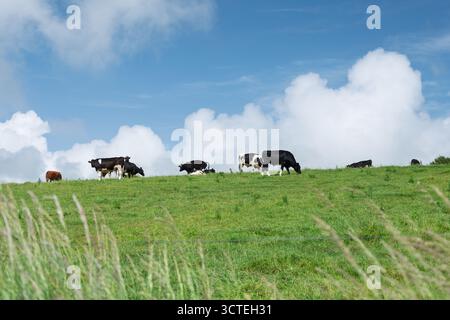 Schwarz-weiße Kühe entspannen auf einem grünen Hügel unter bewölktem Himmel. Stockfoto