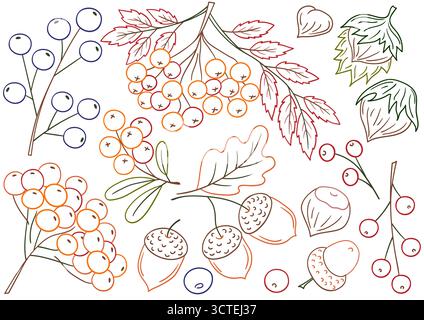 Herbstfrüchte, Beeren und Nüsse. Satz von Illustrationen im Stil der Handzeichnung. Handzeichnung, farbige Umrisse. Design zum Färben nach Farben, Postkarten. Symbol Stock Vektor