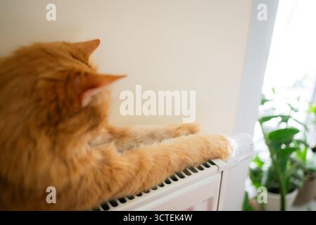 Ingwerkatze genießt die Wärme eines Heizkörpers, streckt ihre Pfoten über die Wärmequelle und findet während der Heizsaison einen gemütlichen, bequemen Ort Stockfoto