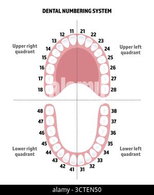 Zahnnummernsystem, Zahnnummernabbildung. Stockfoto