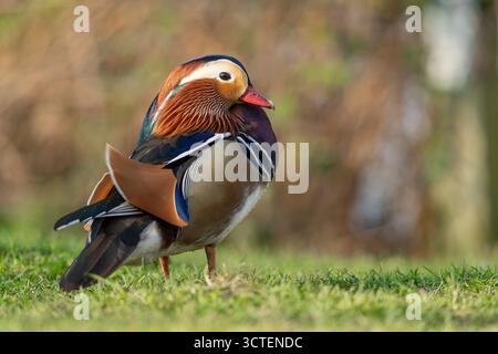 Nahaufnahme eines atemberaubenden, wilden männlichen Mandarindrachens (Aix galericulata), der isoliert auf Gras steht, mit einem unscharfen Hintergrund. Stockfoto