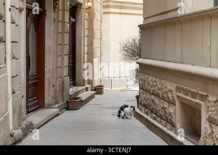Eine enge Stadtallee, eingerahmt von beigen Steinmauern und Pflanzgefäßen. Eine neugierige Schwarzweißkatze erkundet in der Nähe einer Gebäudeecke und fängt das ruhige Stadtleben ein Stockfoto